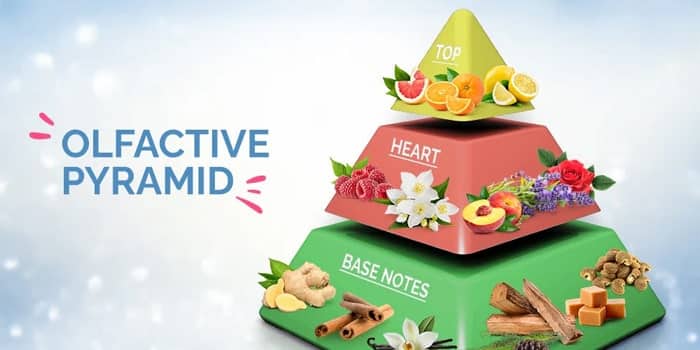 هرم بویایی عطر در بازاریابی و برندینگ